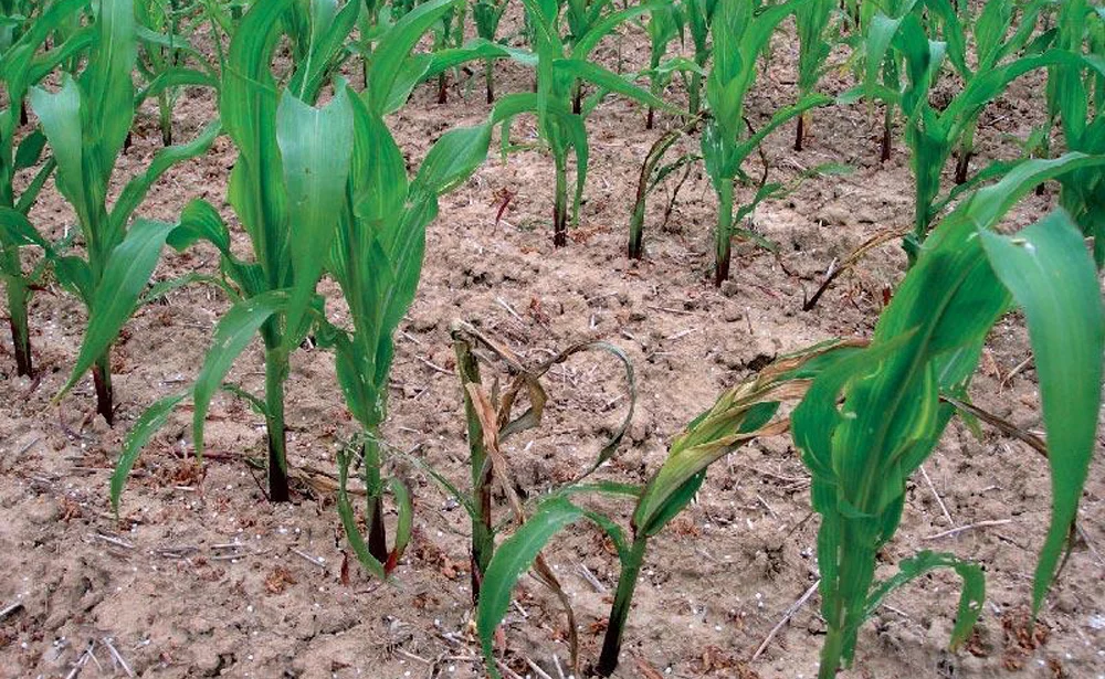 semis-mais-froid-avril - Illustration La pluie et le froid ont pénalisé les semis de maïs de fin avril