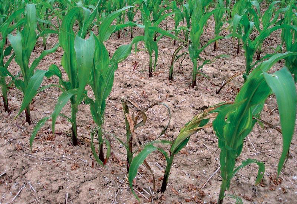 Photo of La pluie et le froid ont pénalisé les semis de maïs de fin avril