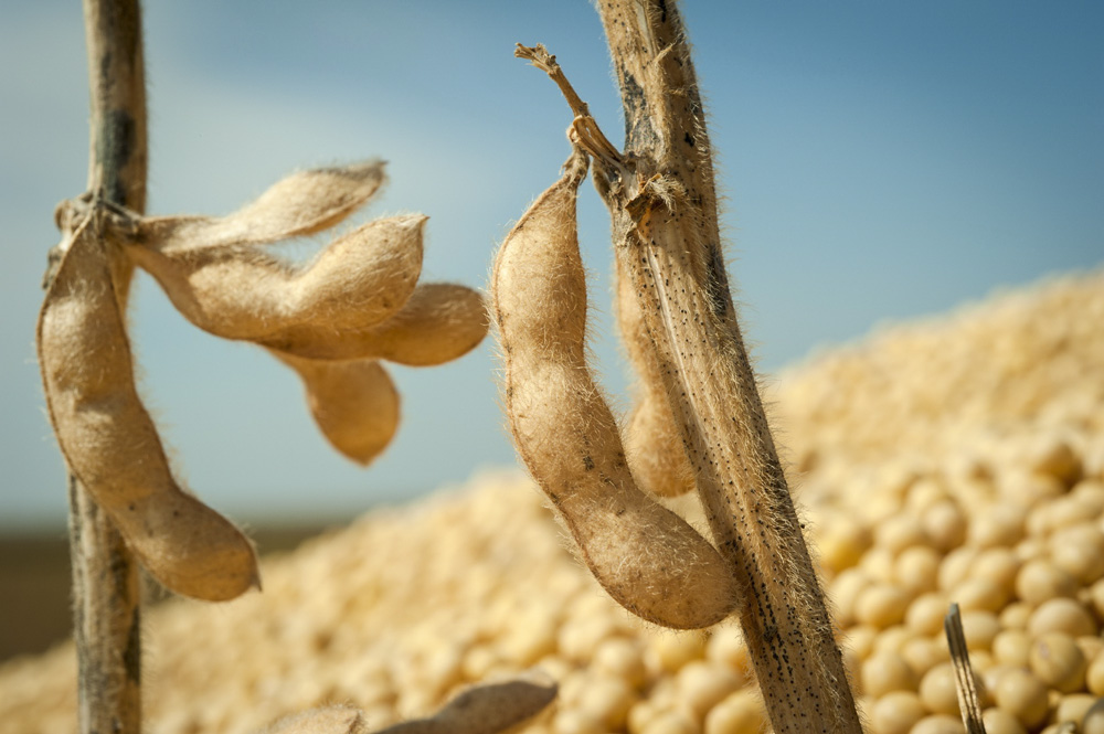 Soja de France : une charte pour valoriser les graines made in France non  OGM - Terres Inovia