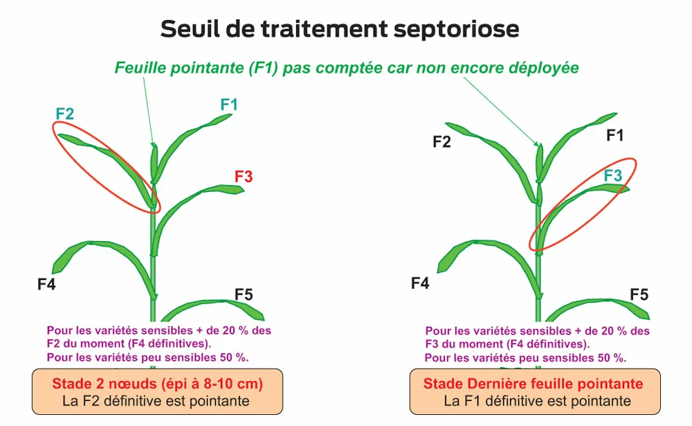 traitement-septoriose - Illustration La septoriose se fait discrète