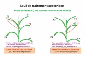 traitement-septoriose