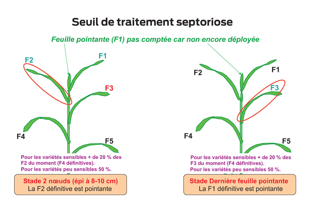 traitement-septoriose - Illustration La septoriose se fait discrète