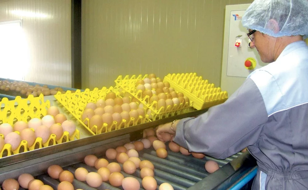 tri-oeufs - Illustration Le marché des œufs en mutation
