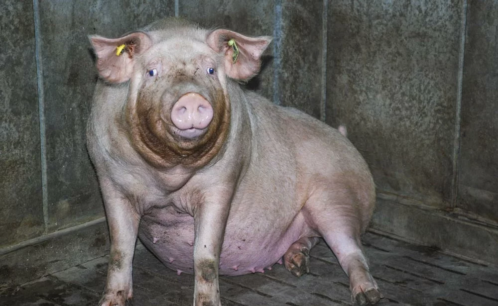 truie-production - Illustration 2015, ailleurs dans le monde du porc…