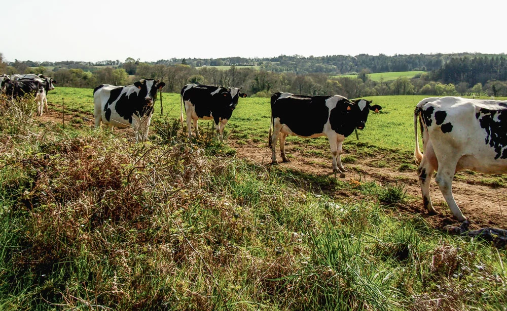 vache-herbe-prim-holstein-paysage - Illustration Profiter de la pleine pousse de l’herbe pour fermer le silo