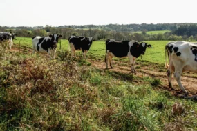 vache-herbe-prim-holstein-paysage