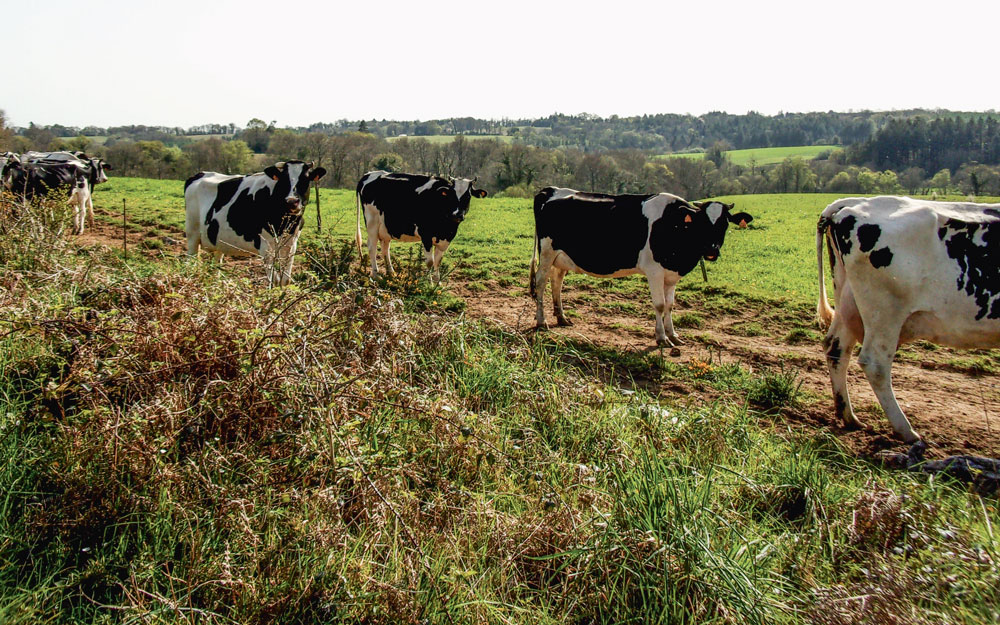 vache-herbe-prim-holstein-paysage - Illustration Profiter de la pleine pousse de l’herbe pour fermer le silo