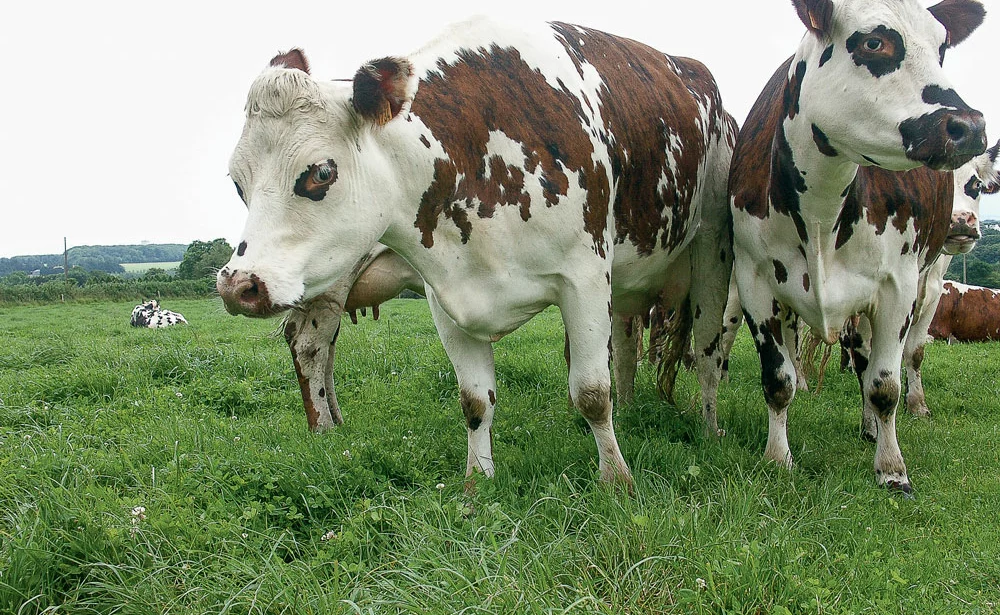 vache-normande - Illustration Des index génomiques toujours plus fiables