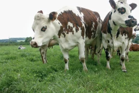 vache-normande