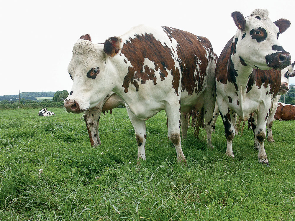 vache-normande - Illustration Des index génomiques toujours plus fiables