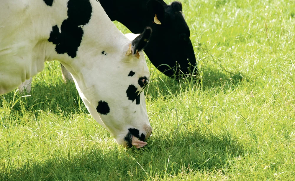 vache-paturage-cout-alimentaire - Illustration Triballat Noyal lance un lait “sans OGM”