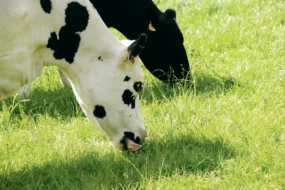 vache-paturage-cout-alimentaire