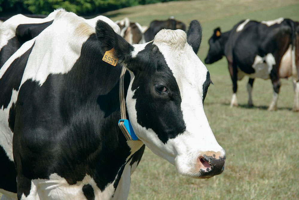 vache-prim-holstein-raz-le-bol - Illustration Un boom technologique à dompter