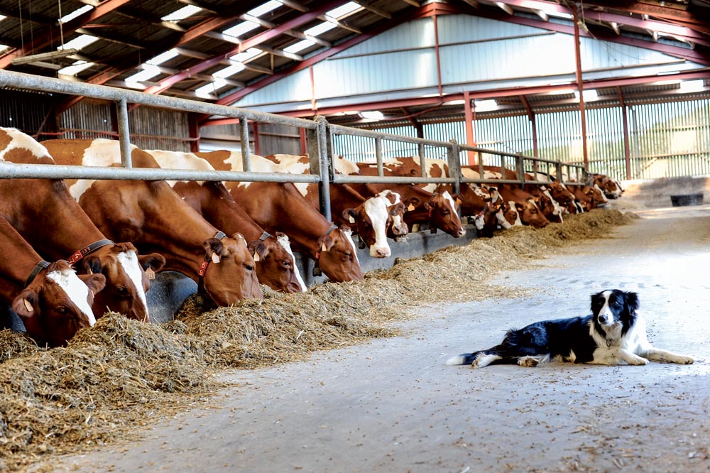 vaches-lait-quotas-border-collie - Illustration La page de 30 ans de quotas laitiers est tournée