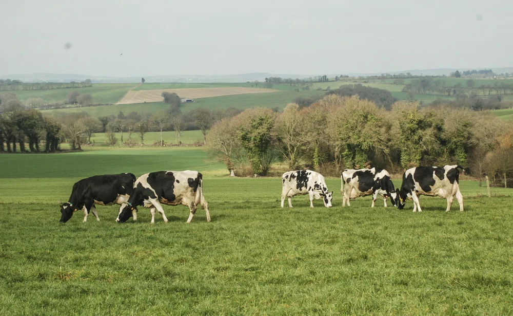 vaches-laitieres-paturage - Illustration Pâturage des couverts