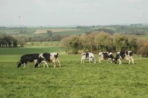 vaches-laitieres-paturage