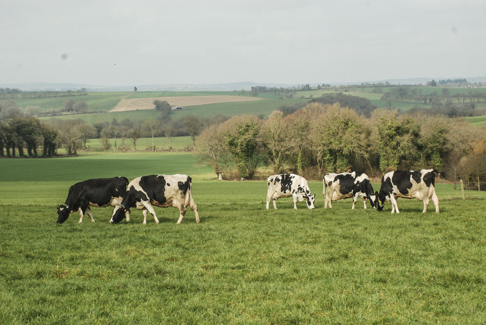 vaches-laitieres-paturage - Illustration Pâturage des couverts
