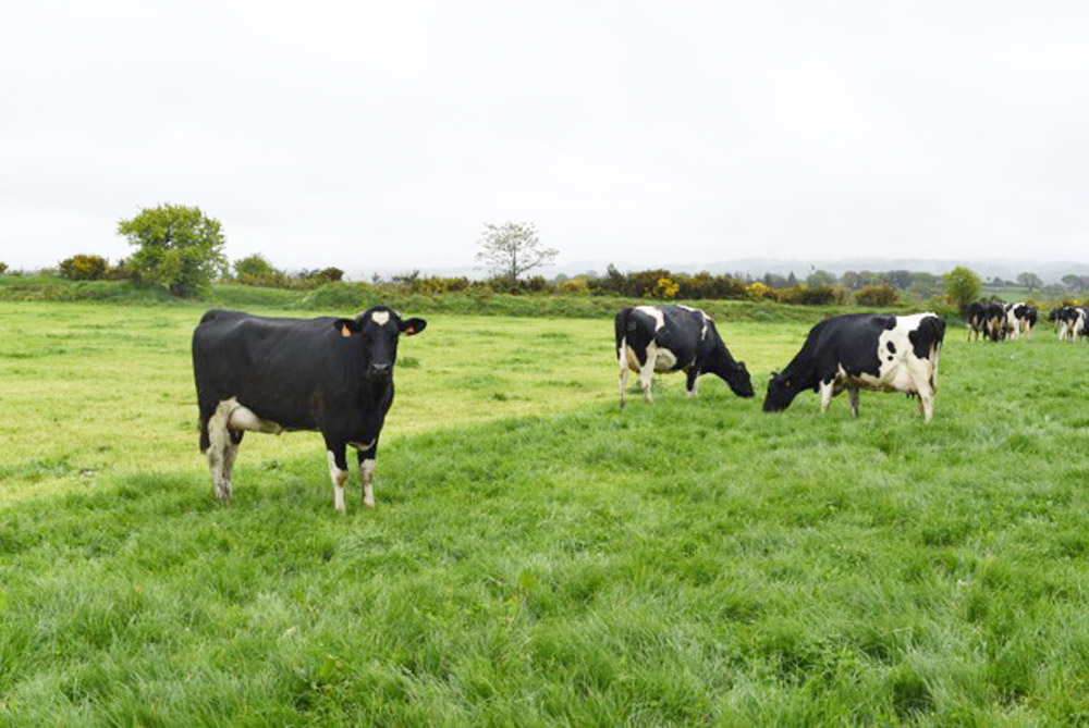 vaches-latieres - Illustration Lait : Des opportunités à saisir en Chine