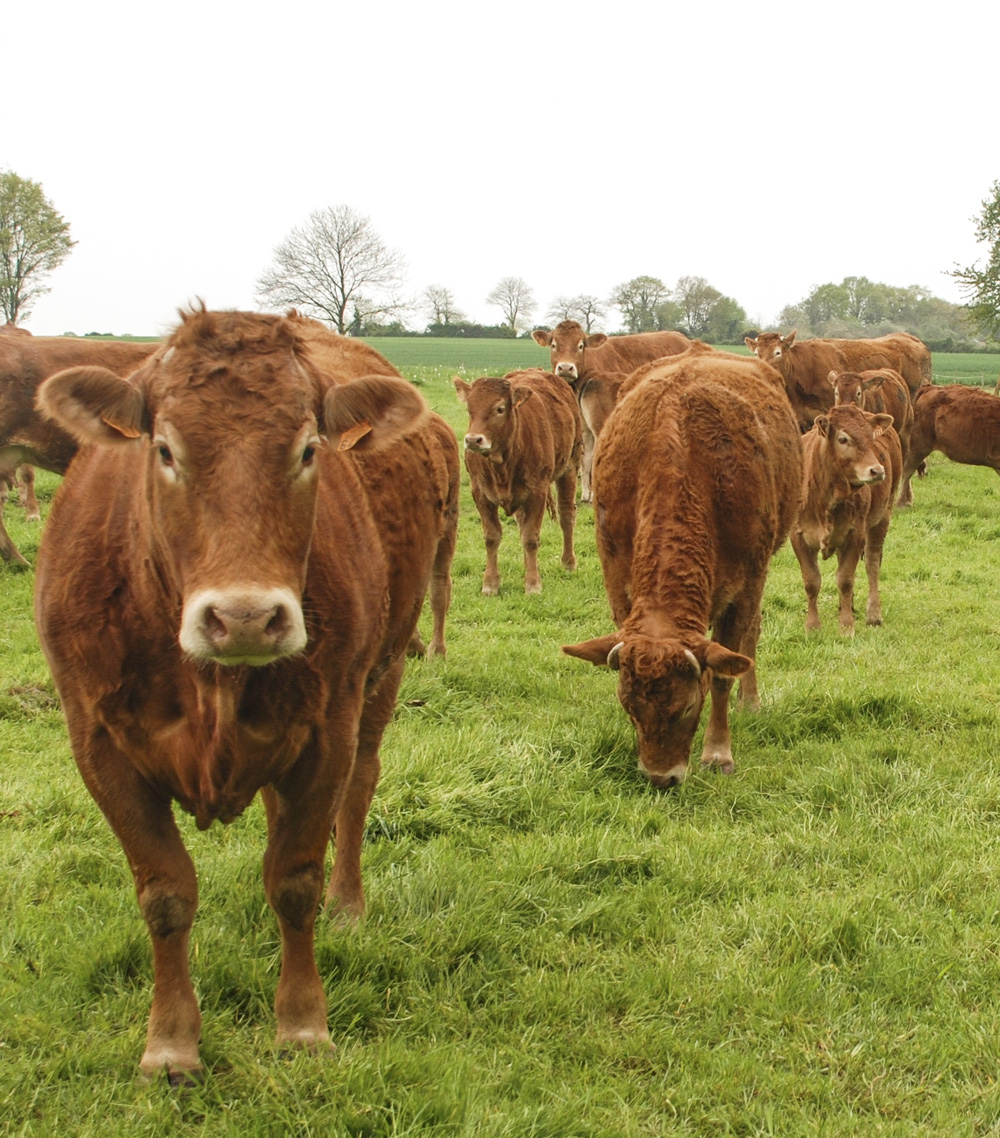 vaches-pac - Illustration PAC : nouveautés pour les aides bovines