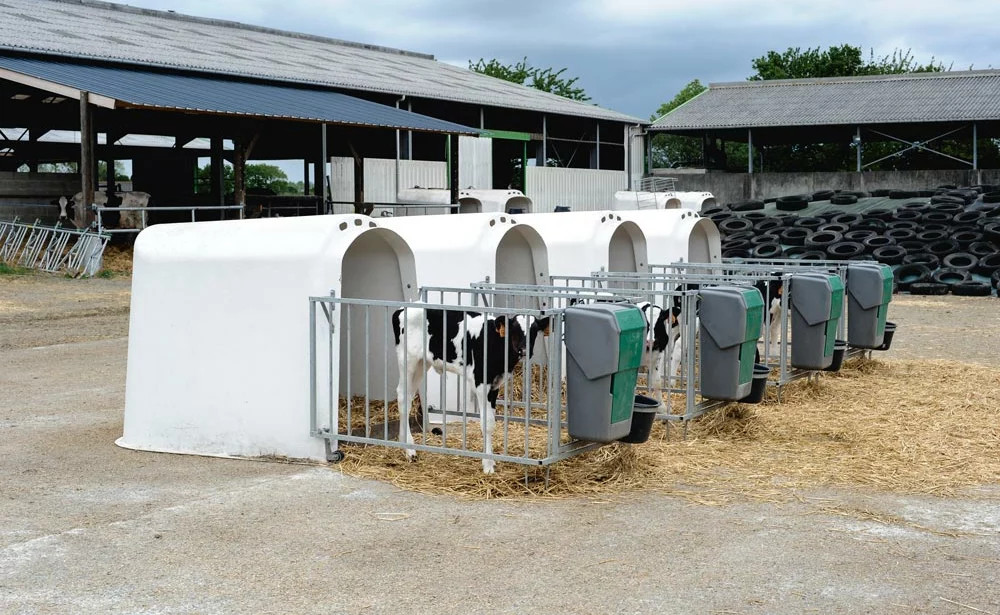 veau-niche-quotas - Illustration Libéralisation de la production laitière, et maintenant ?