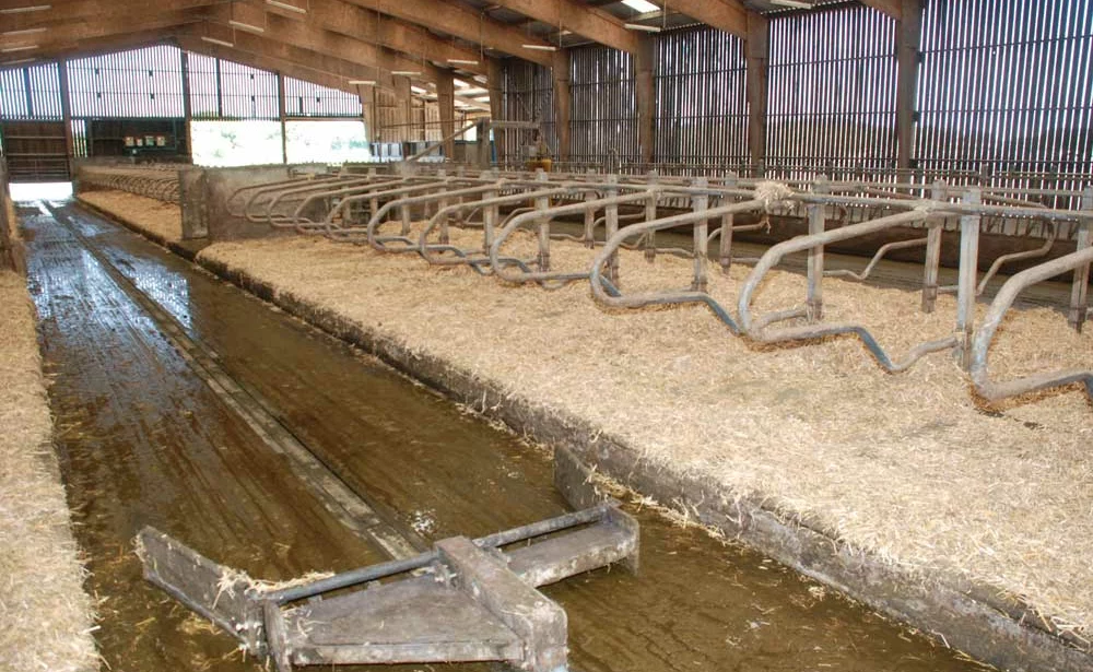 Gaec-Pont-Milain-etable - Illustration Le Gaec du Pont Milain mise sur l’herbe pour ses 130 laitières