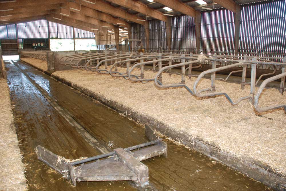 Gaec-Pont-Milain-etable - Illustration Le Gaec du Pont Milain mise sur l’herbe pour ses 130 laitières