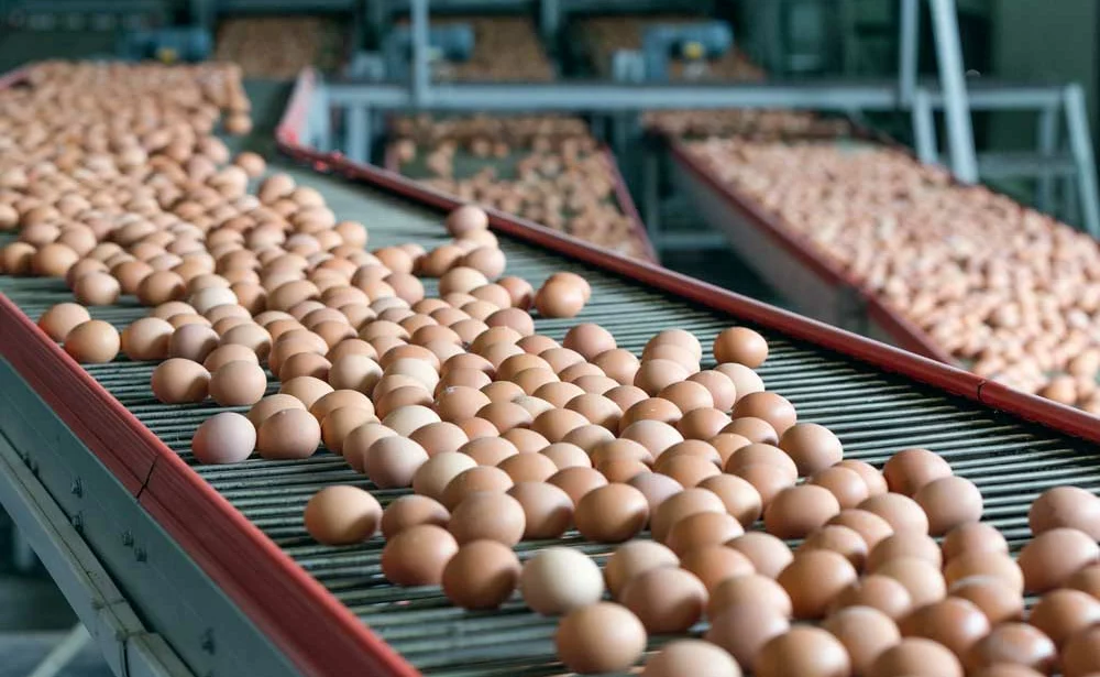 Oeuf-poule - Illustration Oeufs contaminés : forte hausse des cours de l’oeuf industrie d’origine France