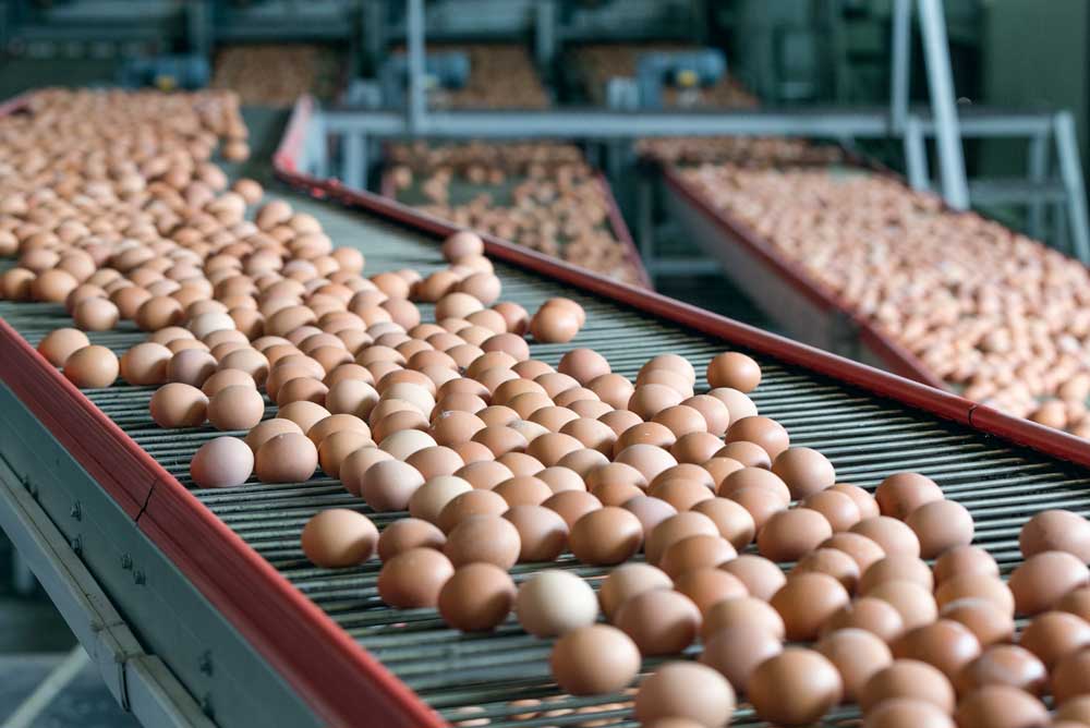 Photo of Plus d’œufs de poules en cage d’ici 2020