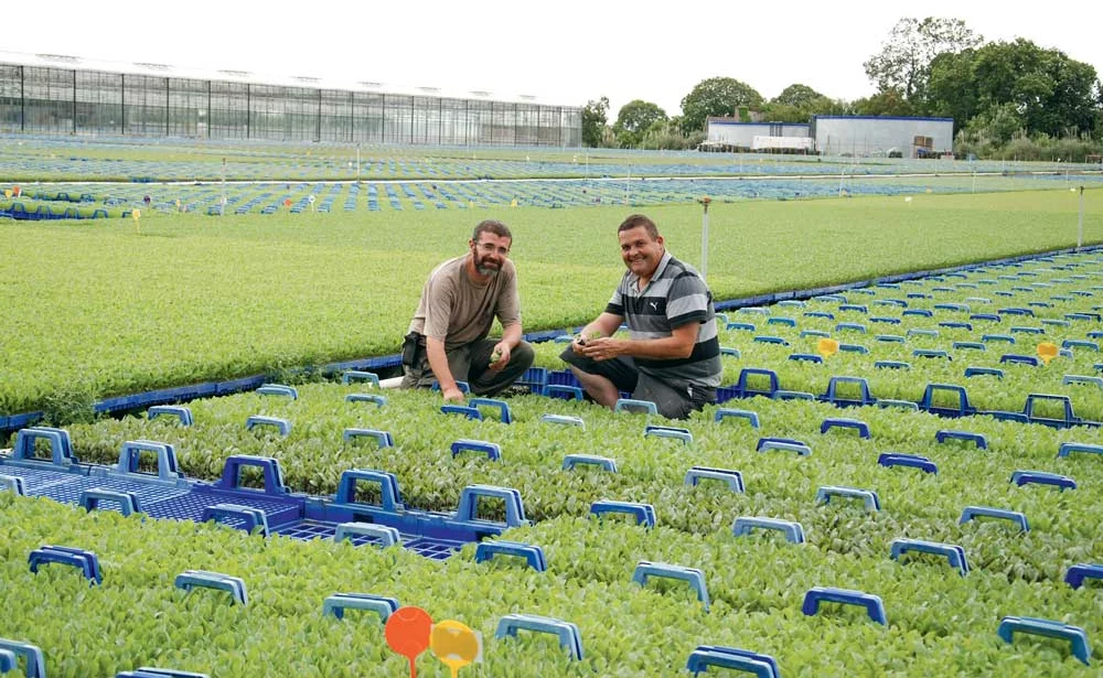 Ronan Le Mentec et Éric Guillou, chefs de culture chez Thomas Plants sur la plate-forme extérieure de 6 ha couverte de plants de choux prêts à être livrés chez les producteurs. - Illustration Savez-vous élever des choux ?