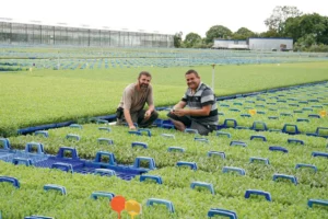 Ronan Le Mentec et Éric Guillou, chefs de culture chez Thomas Plants sur la plate-forme extérieure de 6 ha couverte de plants de choux prêts à être livrés chez les producteurs.