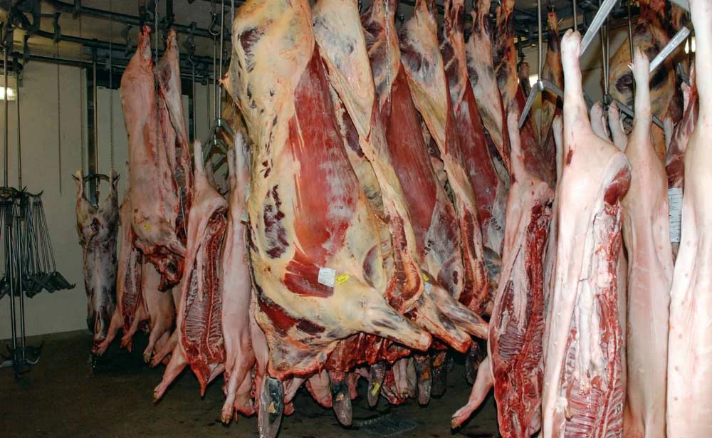 abattoir-Le-Faou-viande-carcasse - Illustration “Pour des abattoirs de proximité”