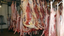 abattoir-Le-Faou-viande-carcasse