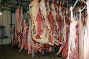 abattoir-Le-Faou-viande-carcasse