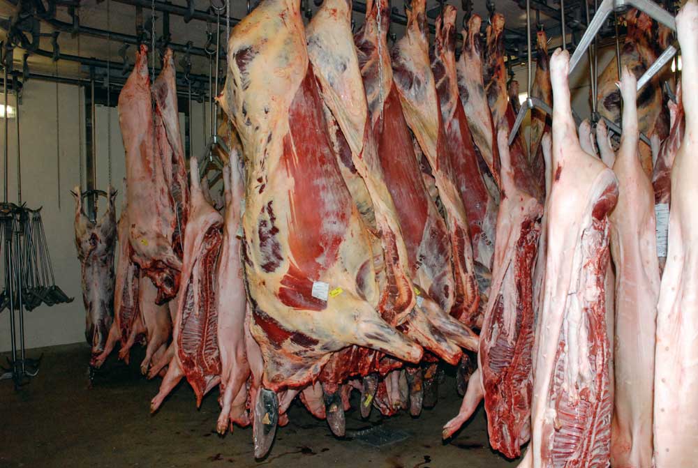 abattoir-Le-Faou-viande-carcasse - Illustration Les abattoirs de proximité s’éloignent