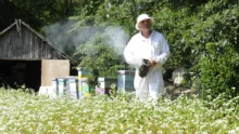 apiculture-saint-malo-domaine-houbarderie
