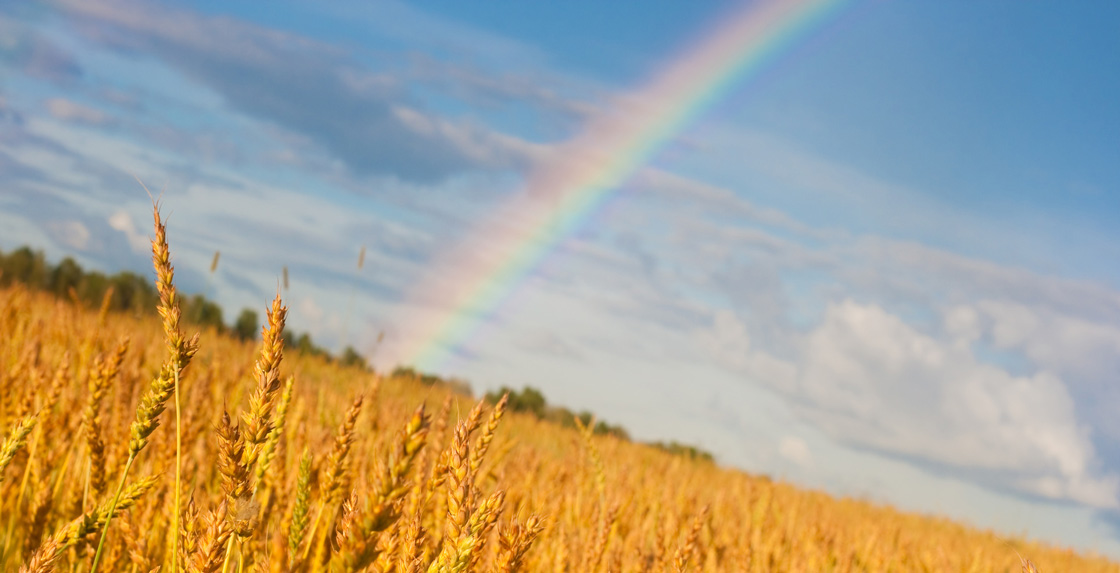 ble-cereale-changement-climatique - Illustration Réchauffement climatique : l’agriculture doit jouer un rôle selon l’Inra