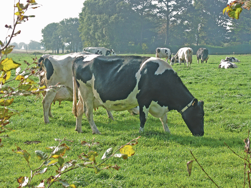 bocage-breton - Illustration Le bocage toujours en mouvement
