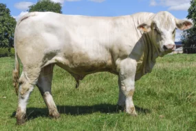 bovin-charolais-imperator-sexage