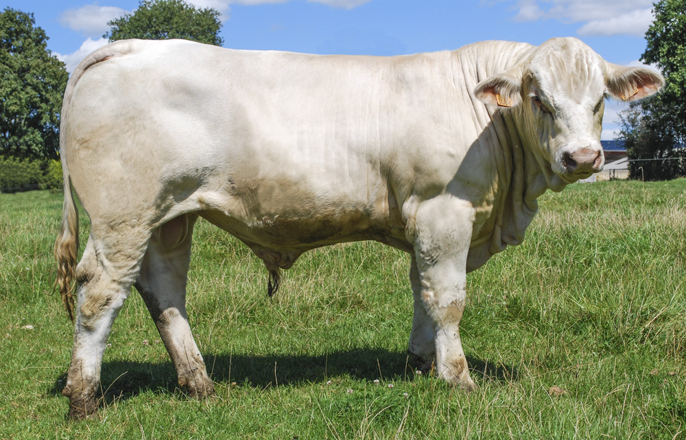 bovin-charolais-imperator-sexage - Illustration En Charolais, l’offre grandit en semence sexée