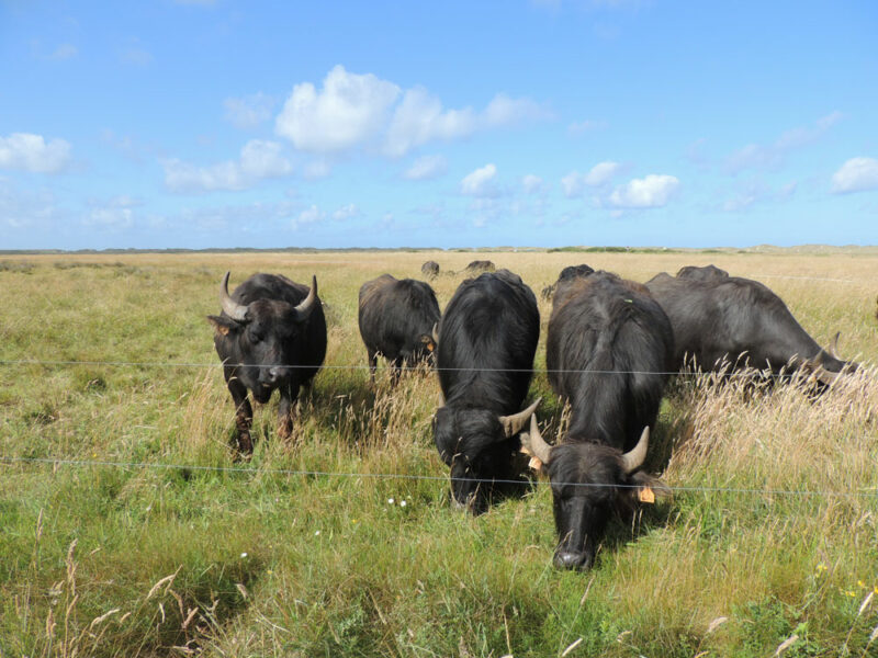 Une mozzarella de bufflonne 100 bretonne Journal Paysan Breton