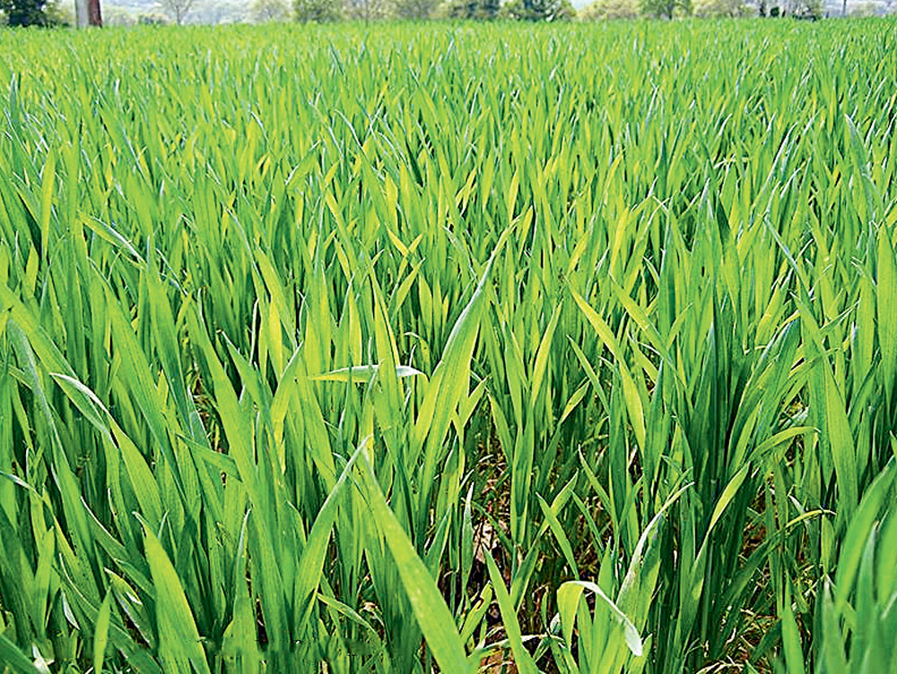 cereale-soufre-azote - Illustration Céréale : Soufre et azote sont dépendants