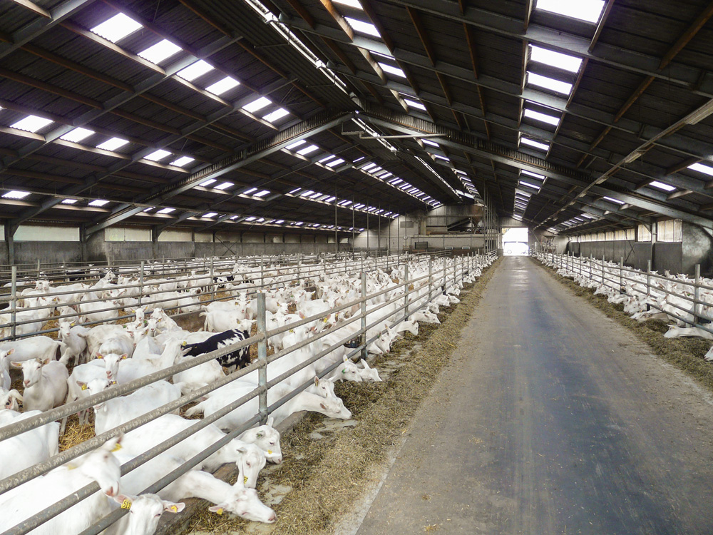 chevre-lait-production-crise - Illustration Lait : la crise est derrière nous