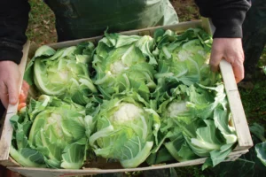 chou-fleur-legumes-saint-pol-de-leon