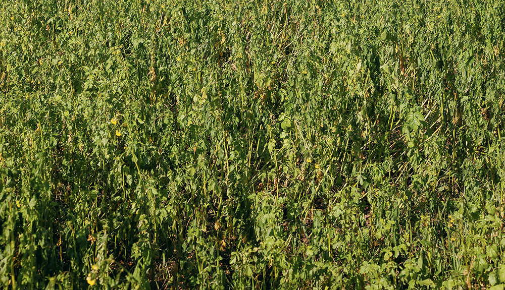 cipan-couvert-vegetaux - Illustration Les mélanges de Cipan ont un intérêt agronomique