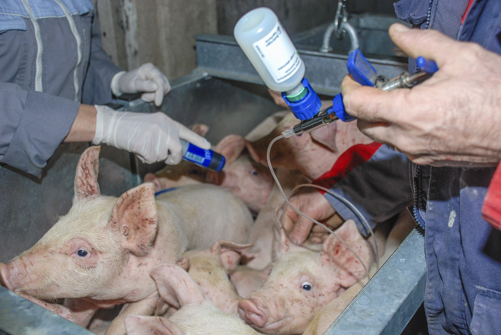 circovirus-porc-vaccin - Illustration Le vaccin des porcelets contre le circovirus améliore l’indice de consommation