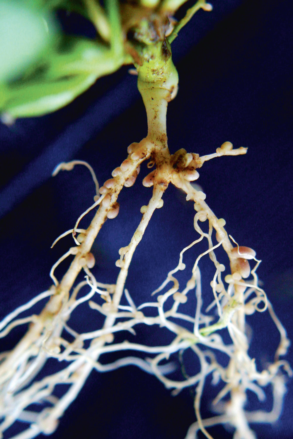 clover-nodules-trefle-blanc - Illustration Dans vos prairies, de quelles couleurs sont les nodosités ?