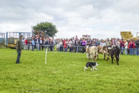 concours-chien-troupeau-ploulec-h