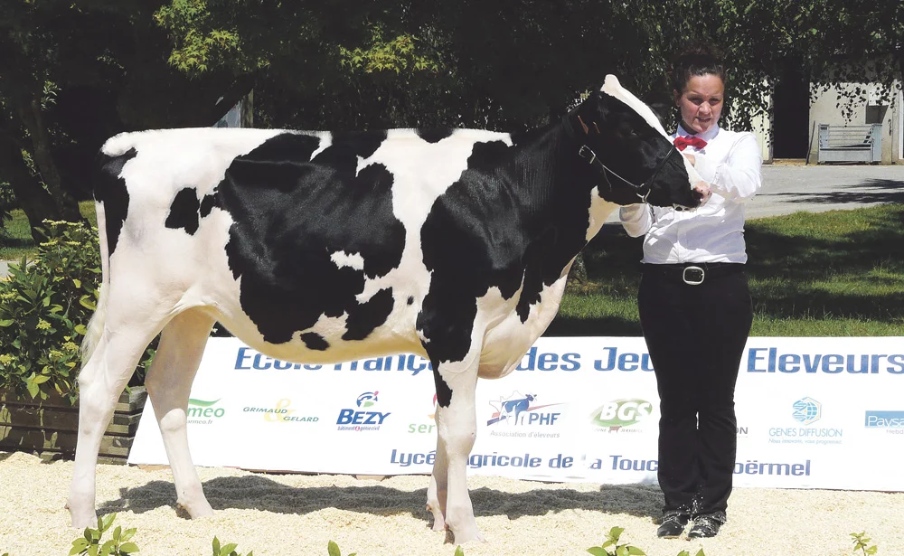 concours-genisses - Illustration Le Show génisses réunit  38 éleveurs à Grand-Champ