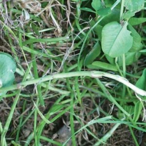 En situation d’un couvert végétal trop important, les plantes développent leurs pétioles par manque de lumière, pénalisant leur ramification au sol, leur enracinement et leur pérennité.