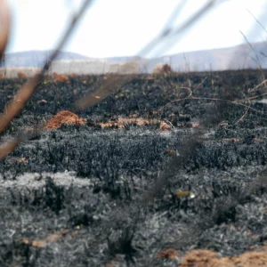 Madagascar jouit d’une exceptionnelle biodiversité, mais ce capital naturel est menacé par une déforestation